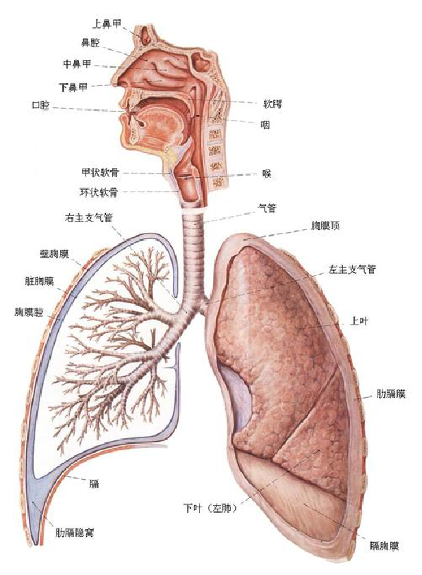 气道口在人体什么部位图片